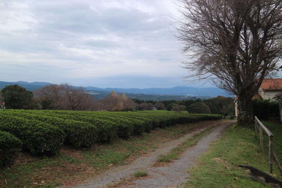 不二聖心産“竹あかり”を作ろう