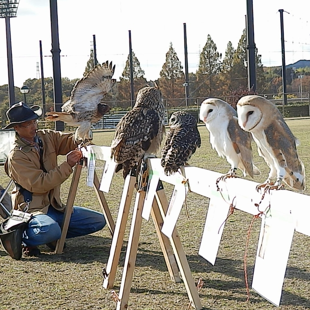 富士のすそので飛ぶ鷹&ふくろう&excl;