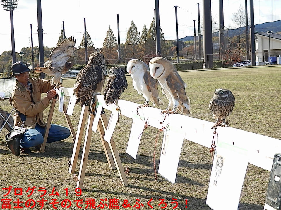 富士のすそので飛ぶ鷹＆ふくろう！