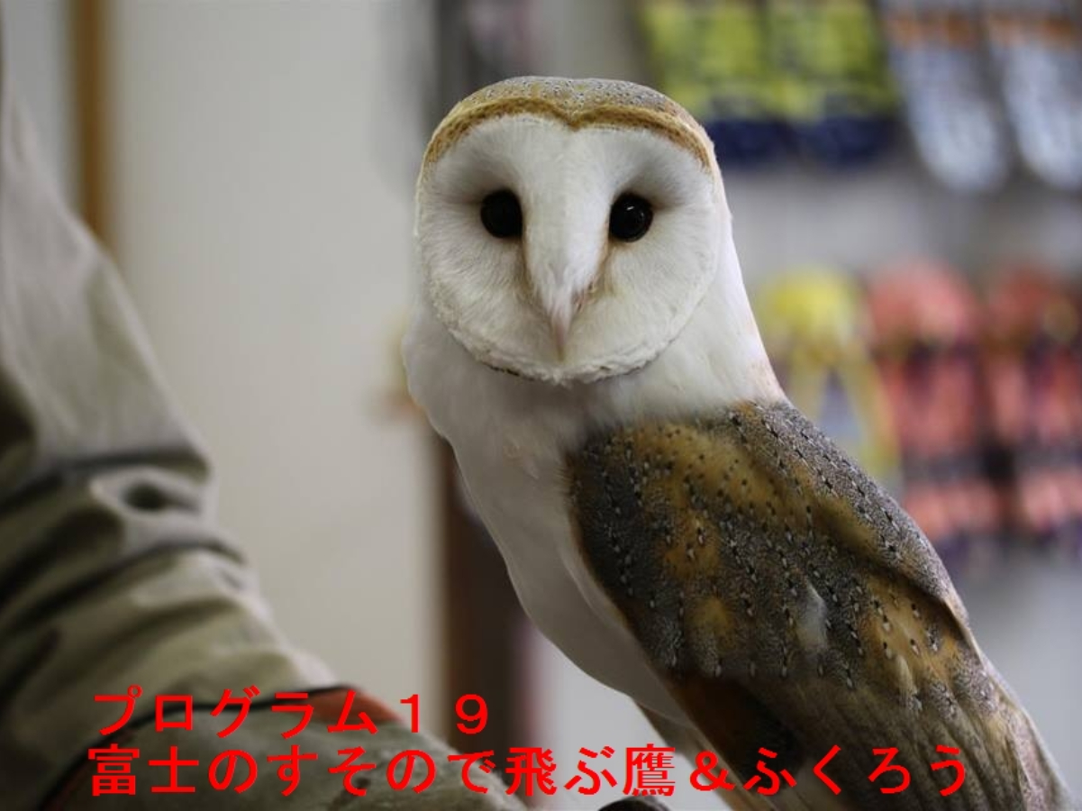 富士のすそので飛ぶ鷹＆ふくろう！