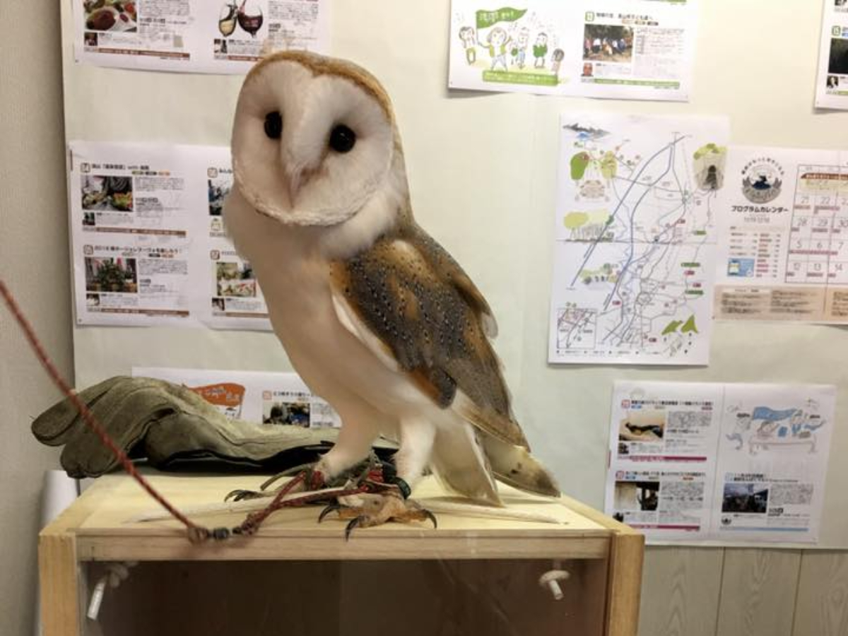 富士のすそので飛ぶ鷹＆ふくろう！