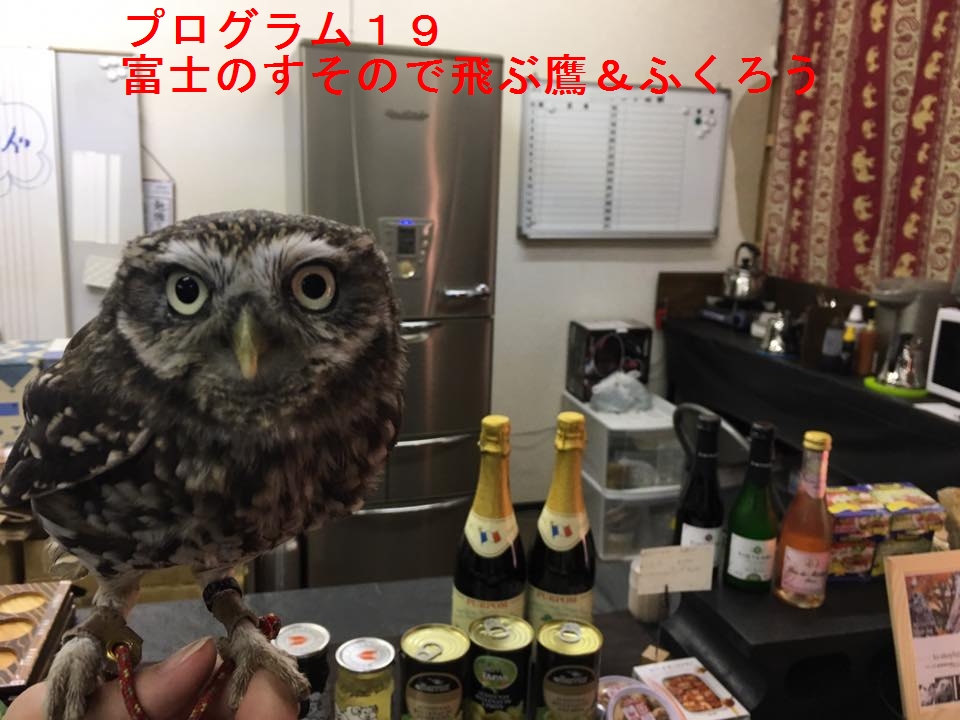 富士のすそので飛ぶ鷹＆ふくろう！