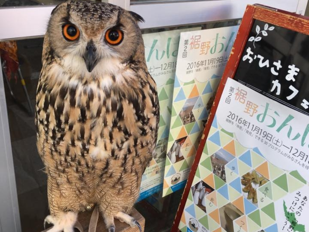 富士のすそので飛ぶ鷹＆ふくろう！