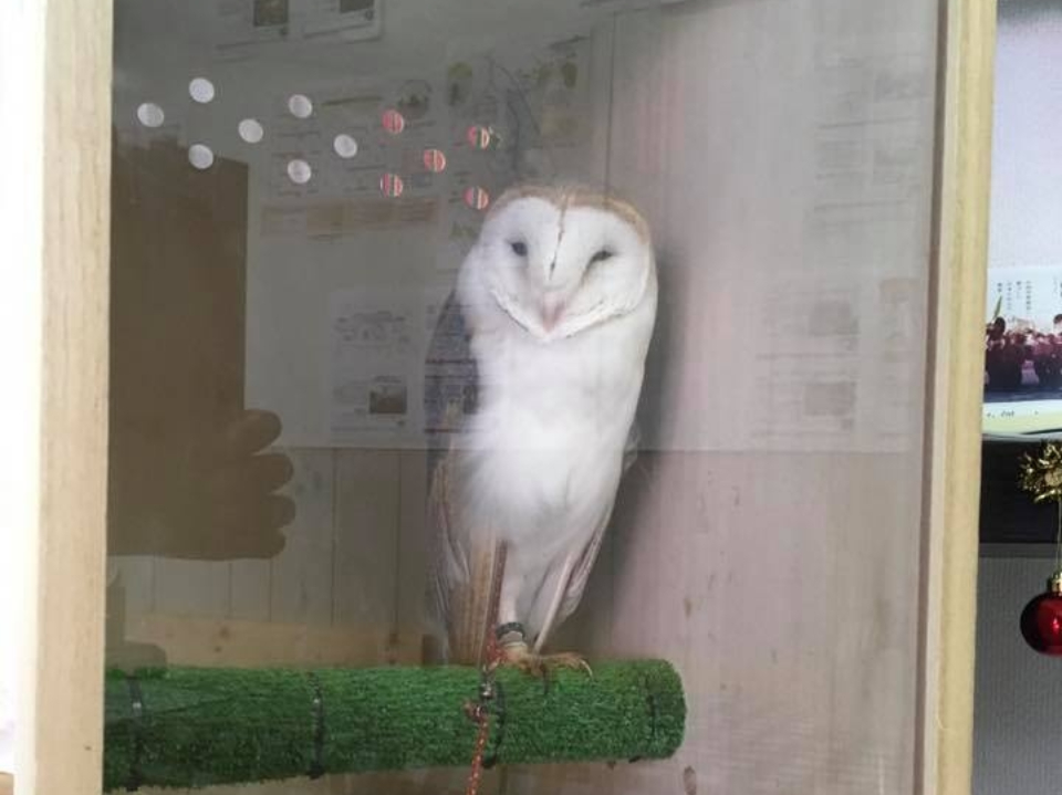 富士のすそので飛ぶ鷹＆ふくろう！