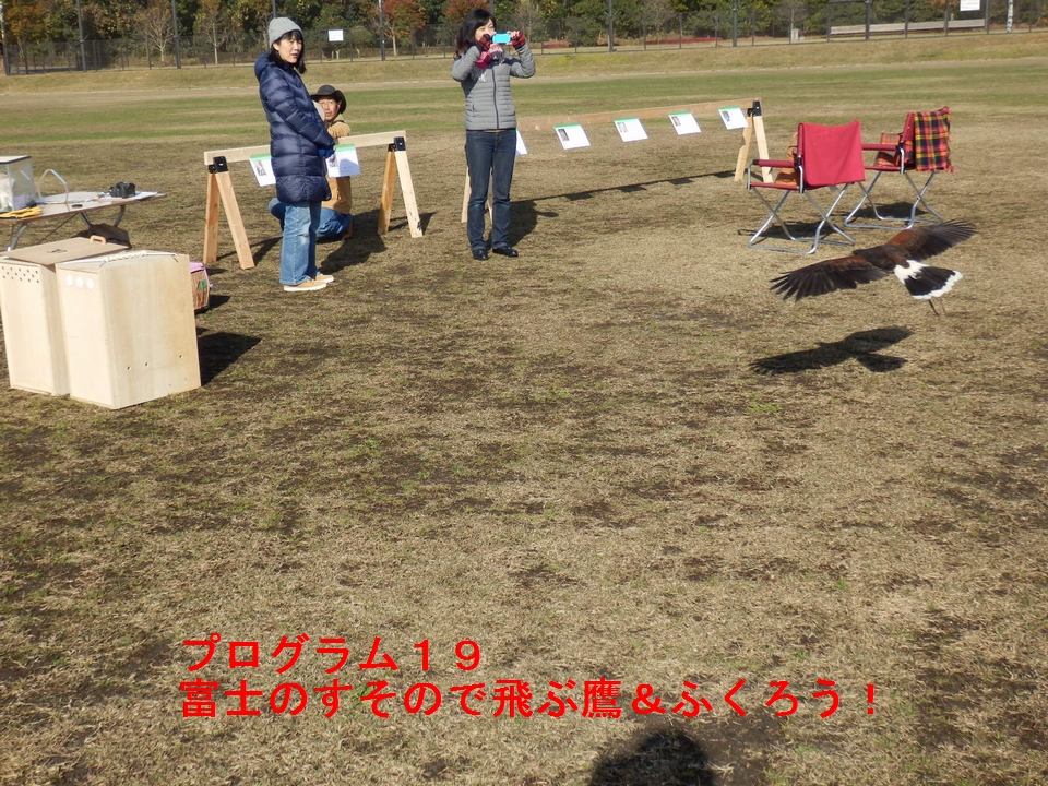 富士のすそので飛ぶ鷹＆ふくろう！