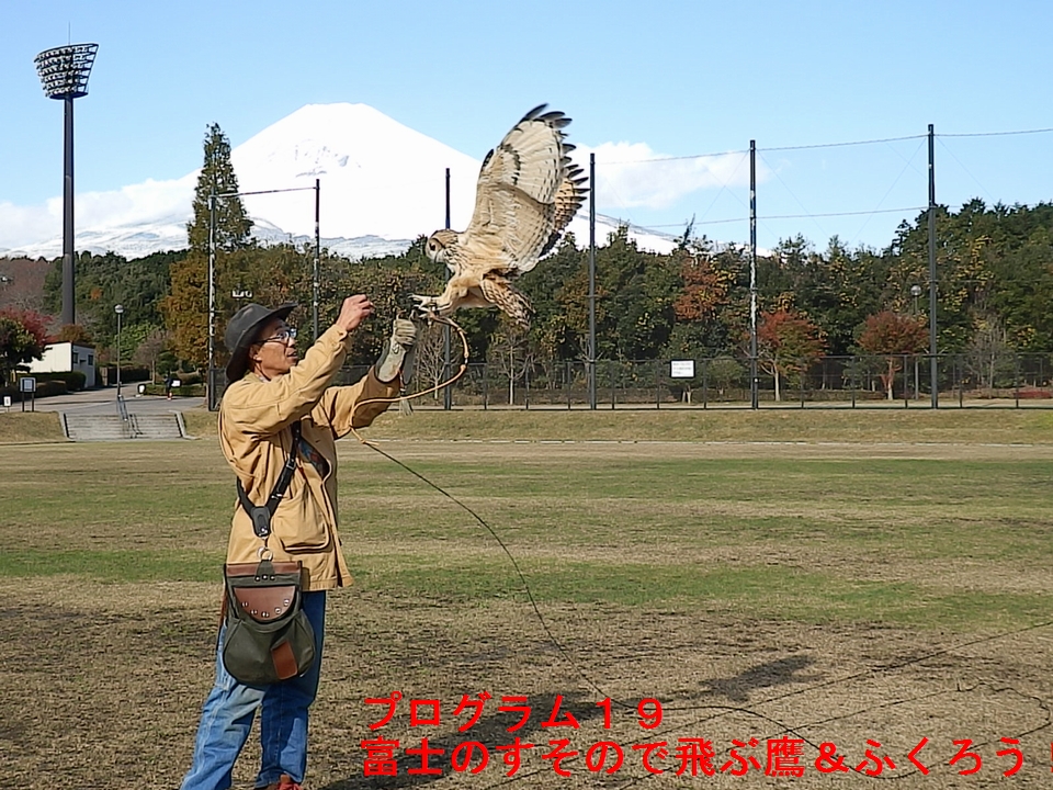 富士のすそので飛ぶ鷹＆ふくろう！