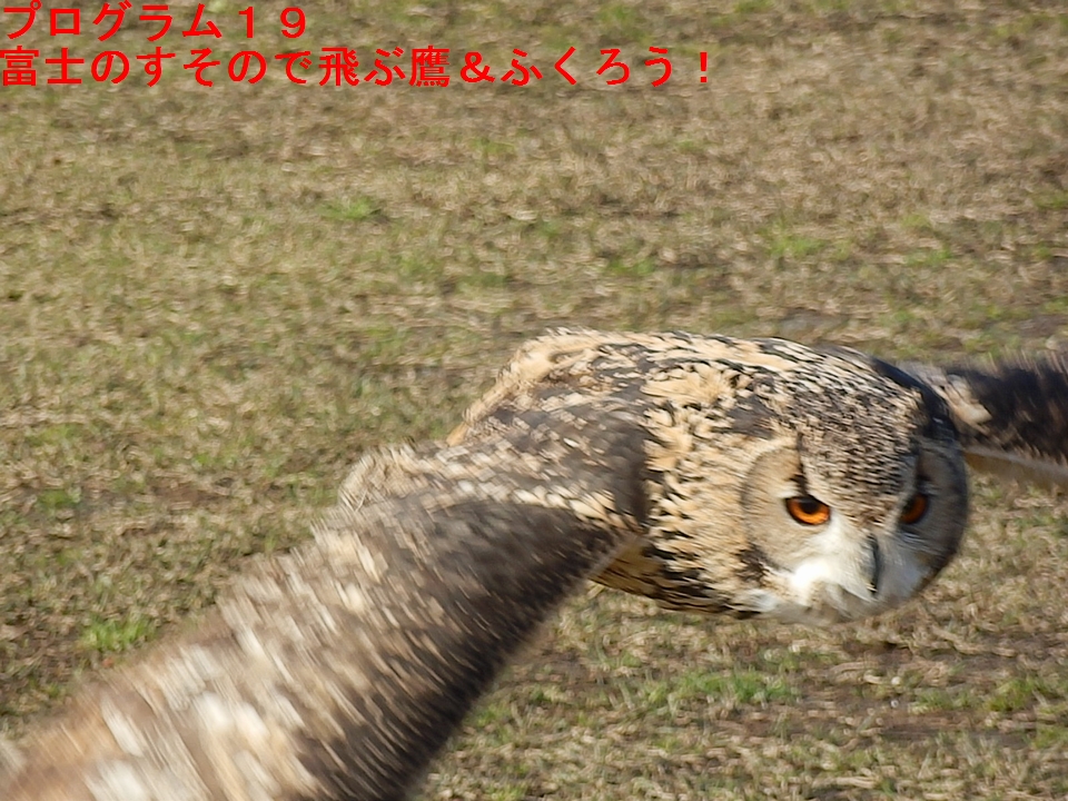 富士のすそので飛ぶ鷹＆ふくろう！