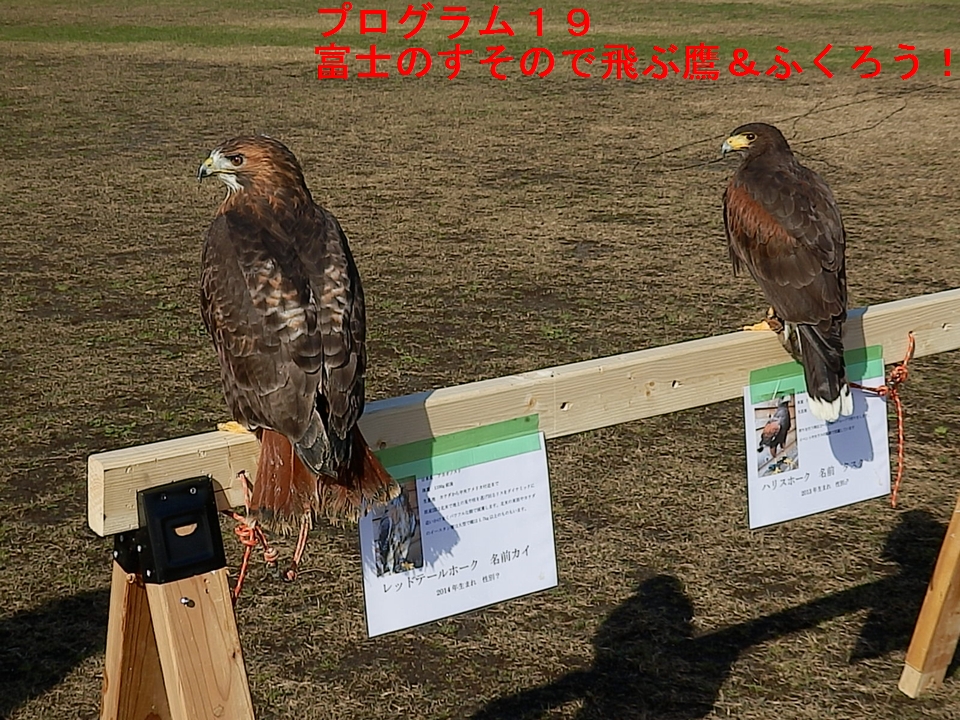 富士のすそので飛ぶ鷹＆ふくろう！