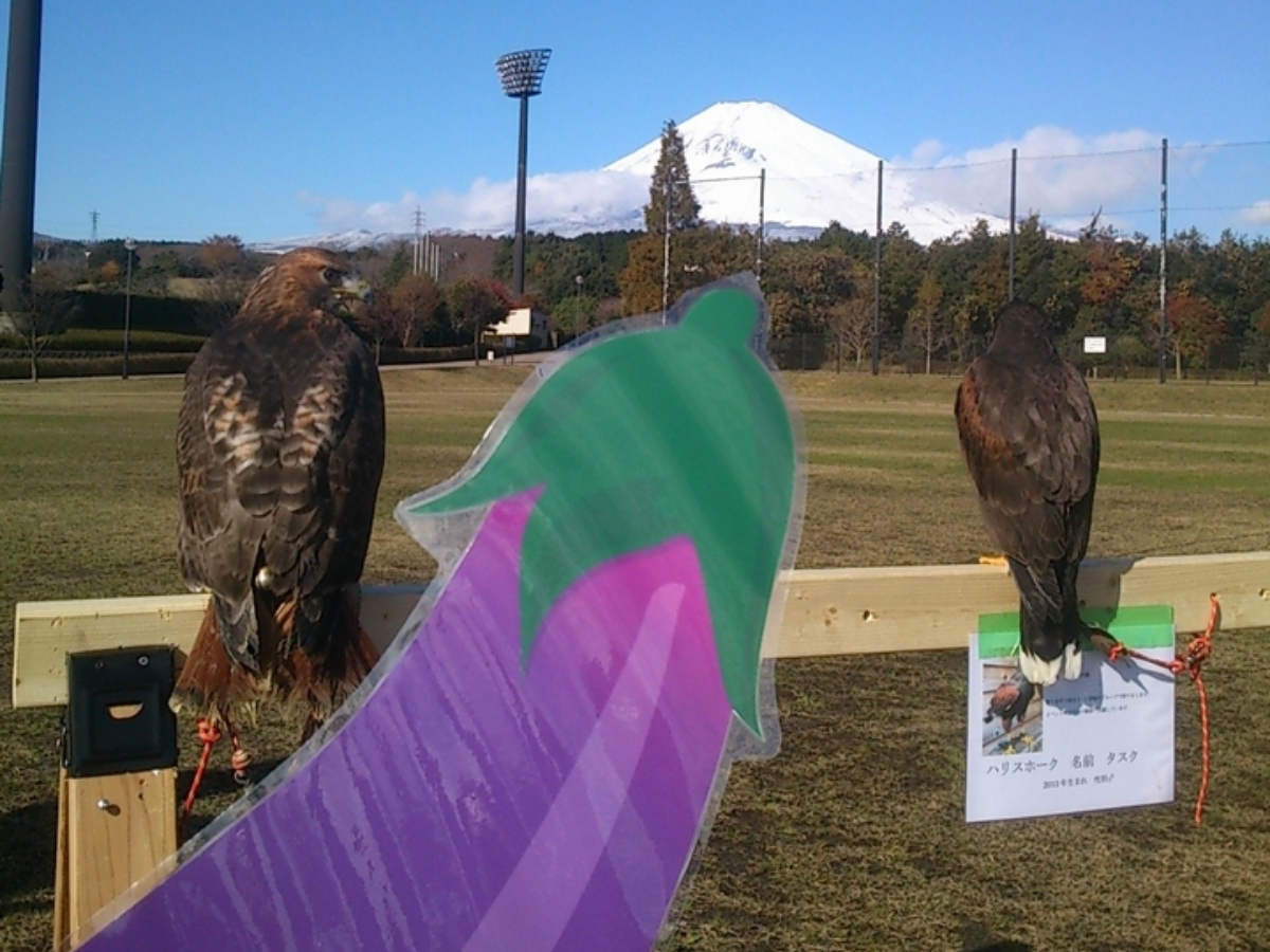 富士のすそので飛ぶ鷹＆ふくろう！