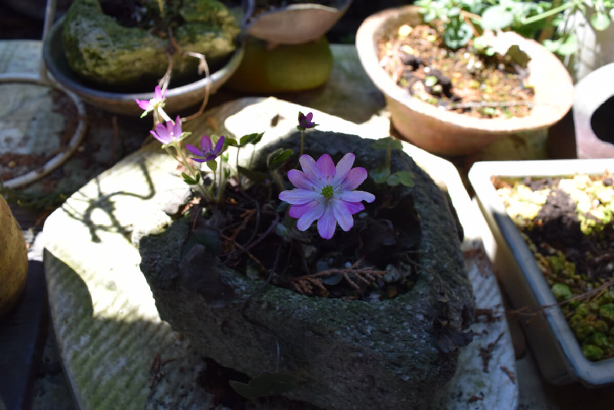 富士山のお皿を作ろう (深良窯 村上陶房)