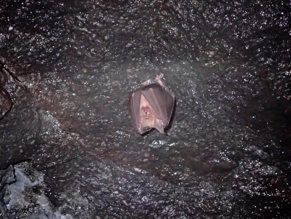 裾野で遊ぼ!洞穴と紅葉散歩オヤツつき