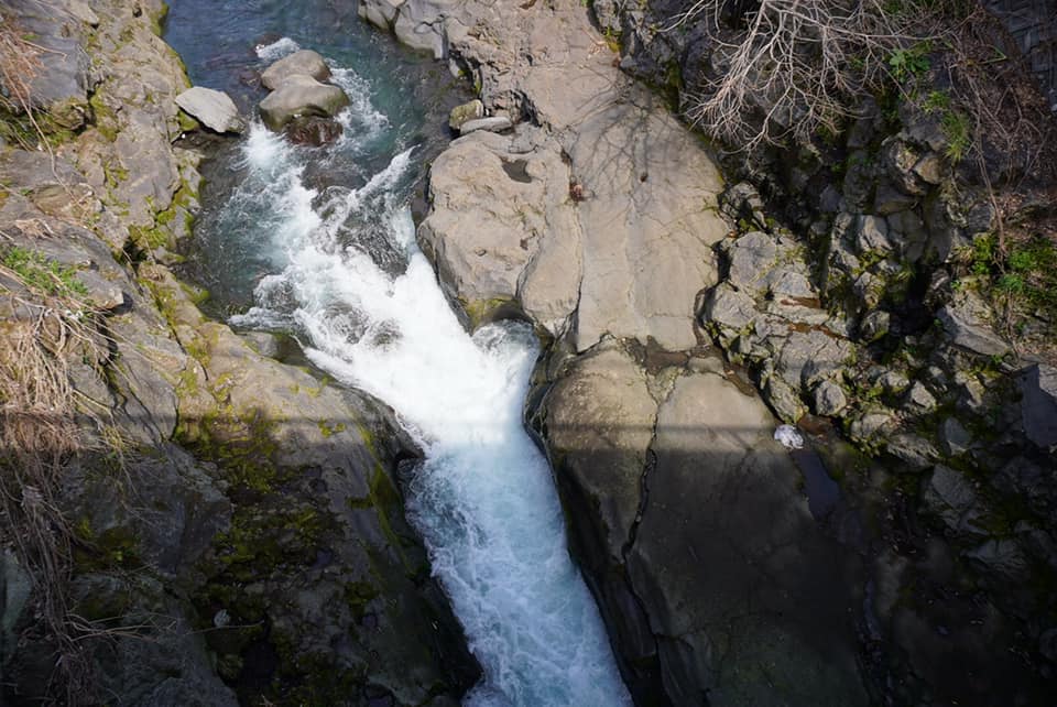 春のブラタグチ　JR裾野駅～天田川コウ渠～吉田神社