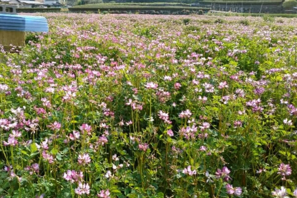驚くべきハチの世界 十蜂蜜試食会