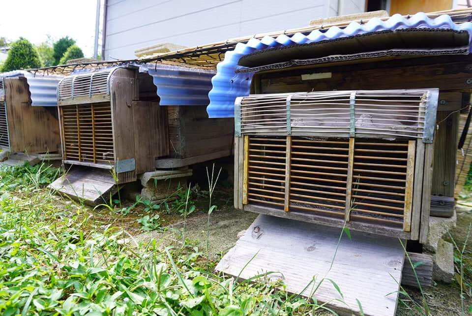 驚くべきハチの世界 十蜂蜜試食会