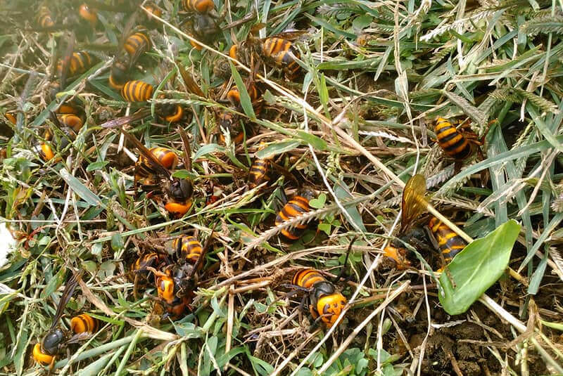 驚くべきハチの世界 十蜂蜜試食会