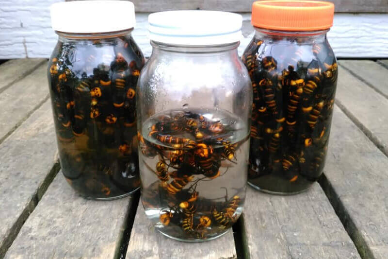 驚くべきハチの世界 十蜂蜜試食会