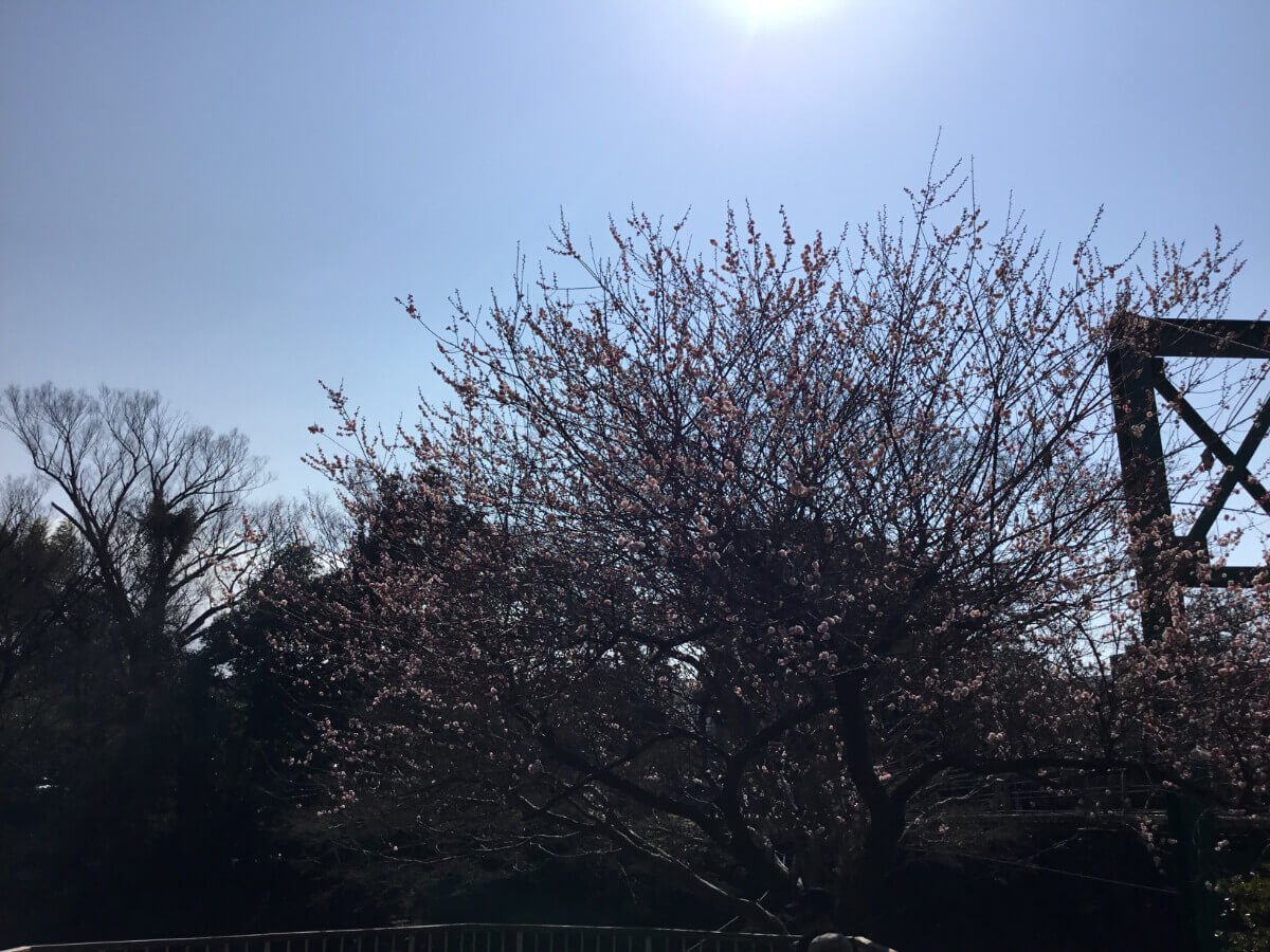 木漏れ日の中の癒しと思いを繋ぐフリマ